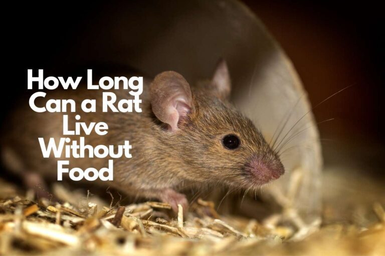 How Long Can a Rat Live Without Food – All You Need To Know