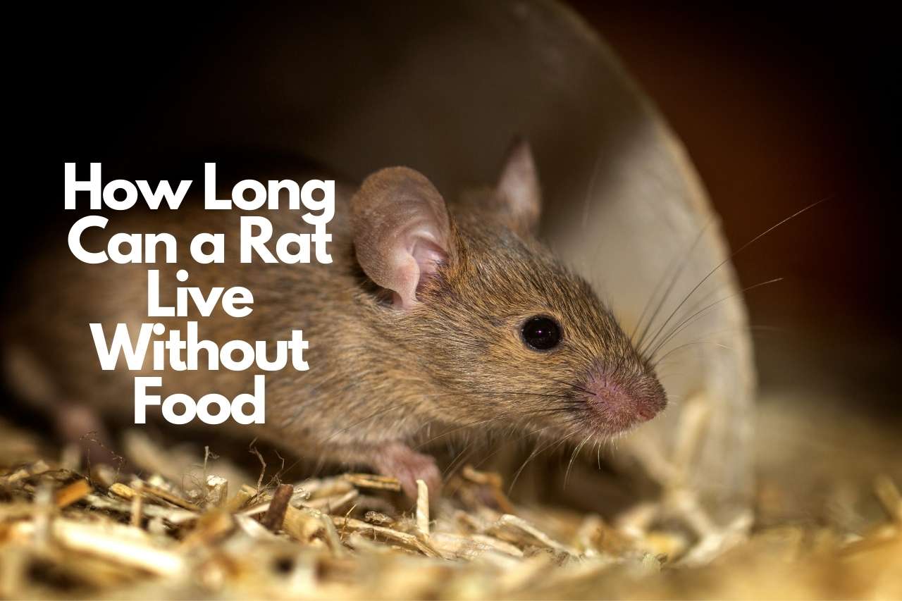 How Long Can a Rat Live Without Food