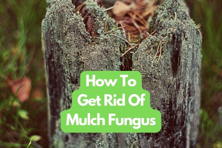 How To Get Rid Of Mulch Fungus In Your Garden Before It Spreads