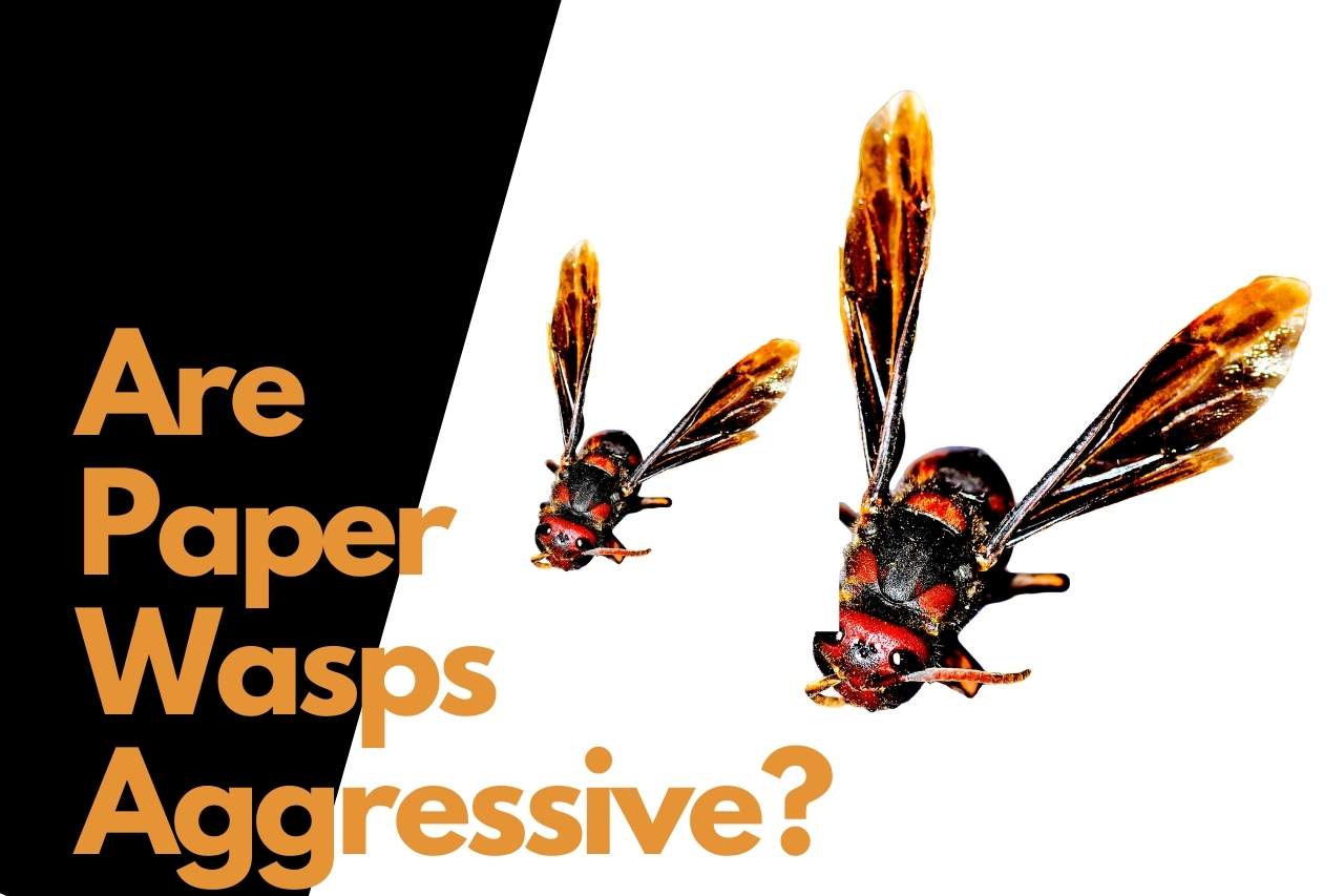 Are paper wasps aggressive